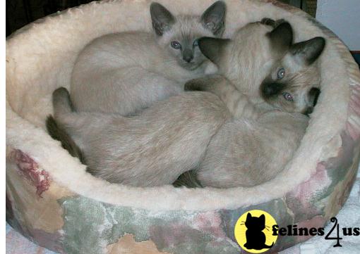 morwaycat Picture 3
